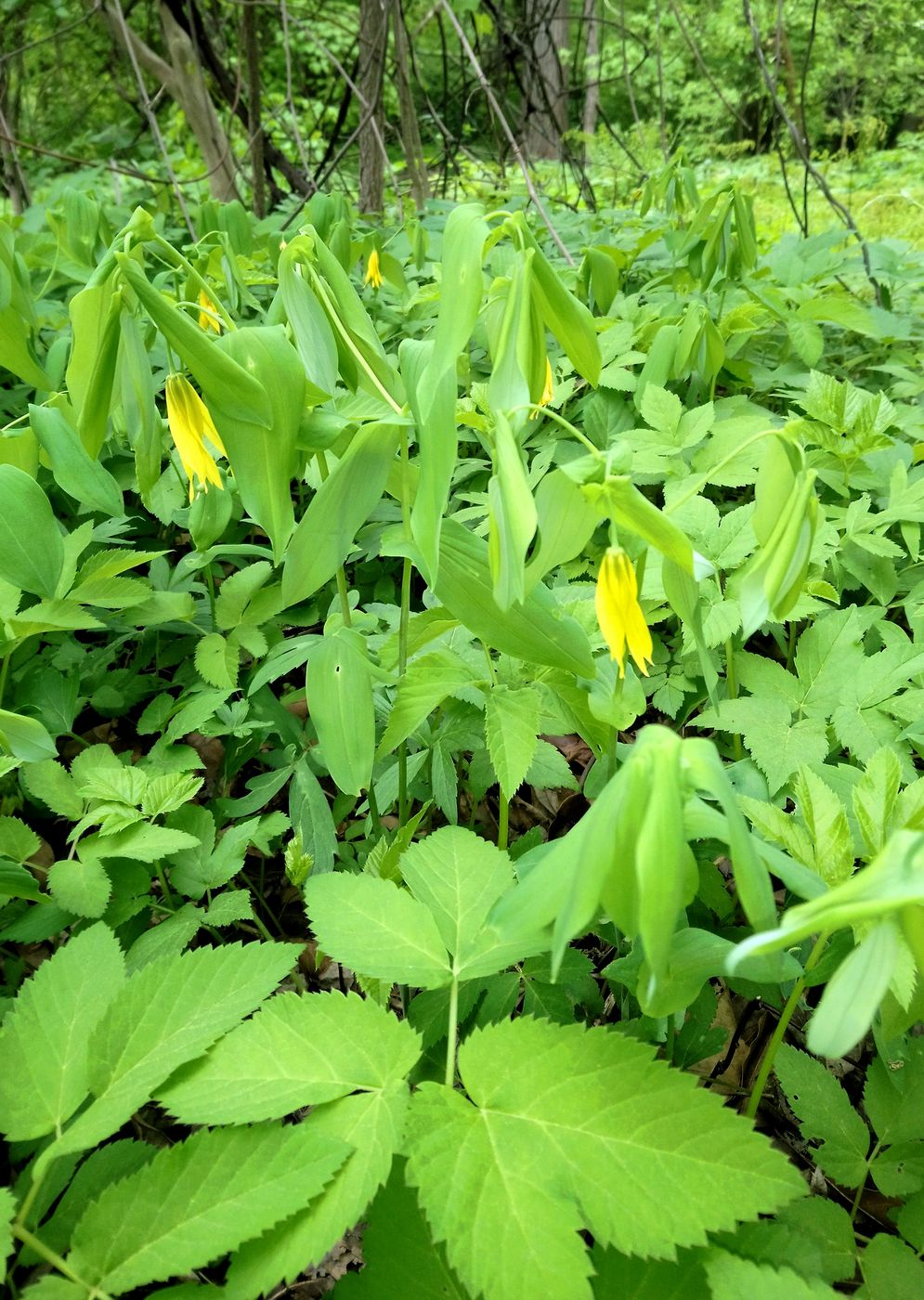 Image of Uvularia grandiflora specimen.