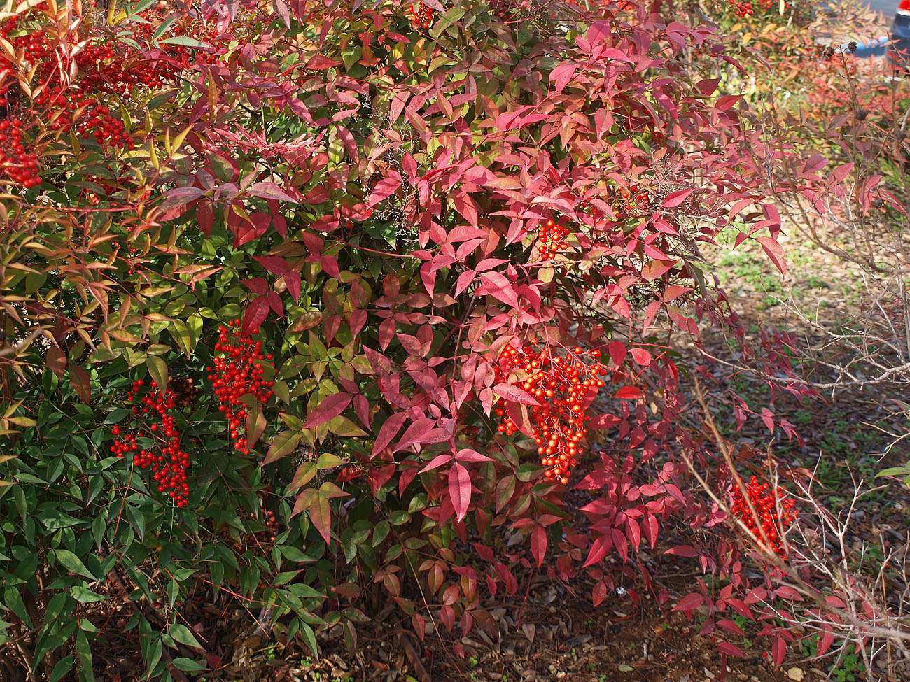 Image of Nandina domestica specimen.