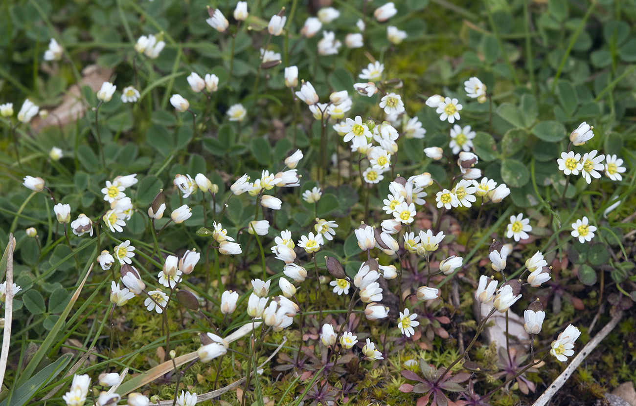 Изображение особи Erophila praecox.