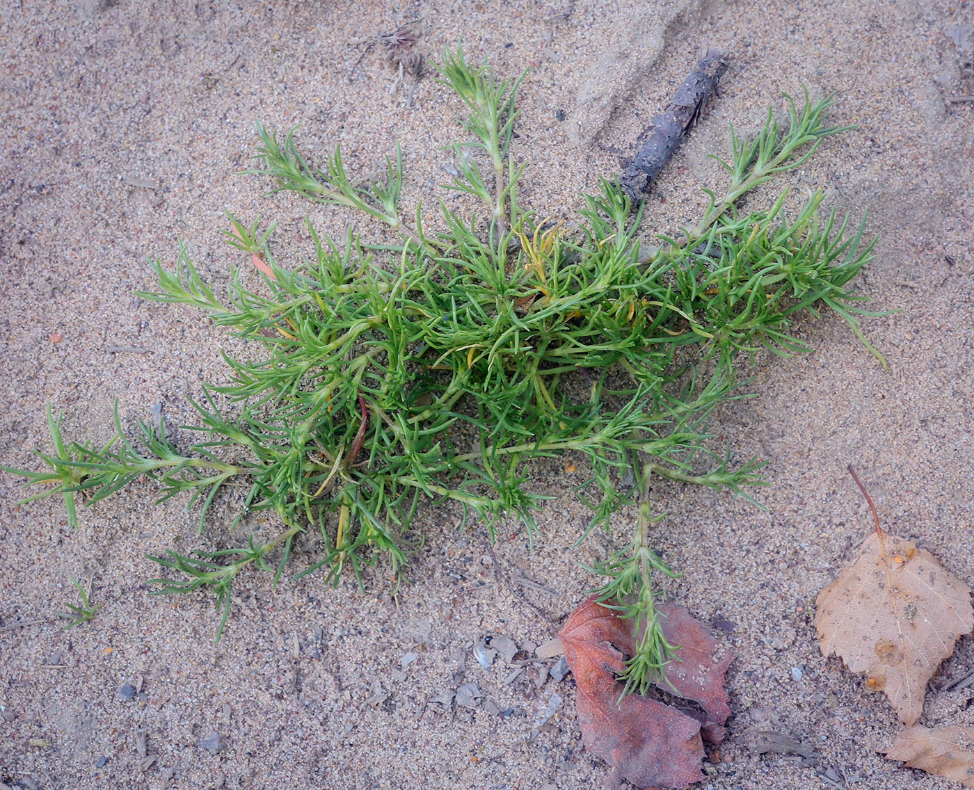 Изображение особи Scleranthus annuus.