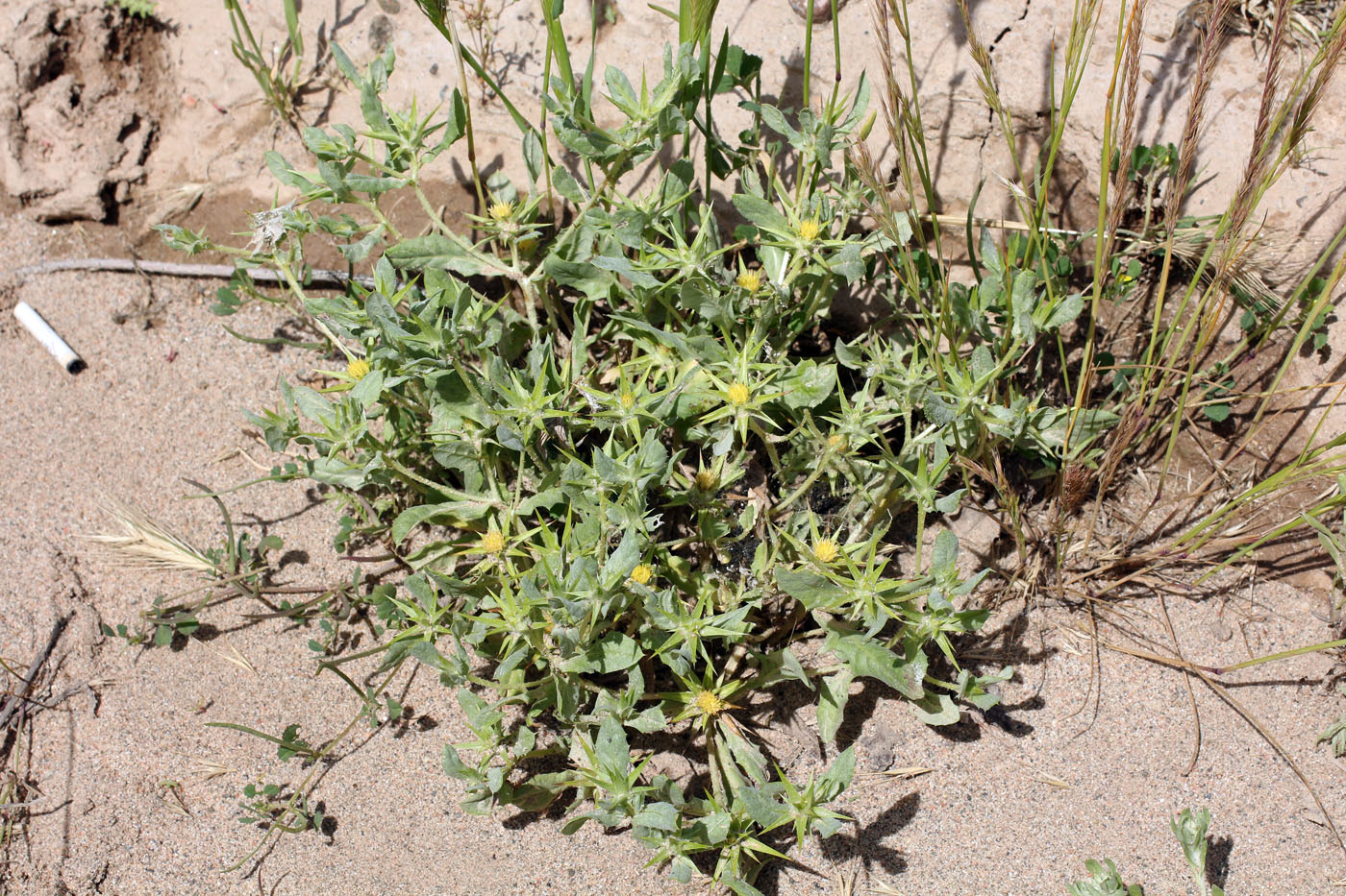 Изображение особи Cousinia prolifera.