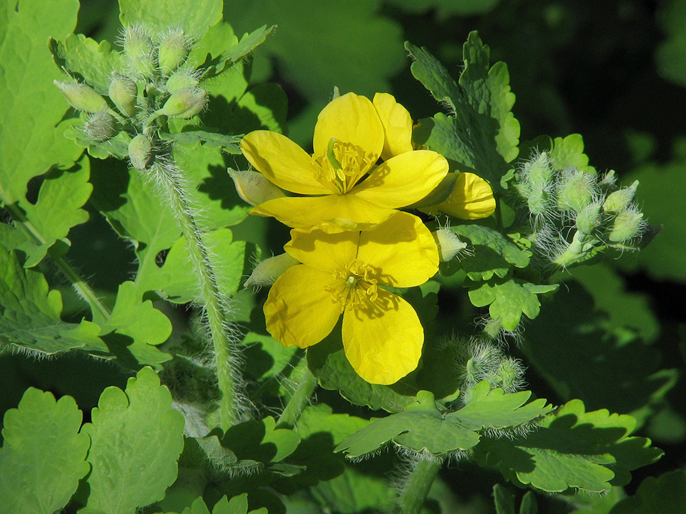 Image of Chelidonium majus specimen.