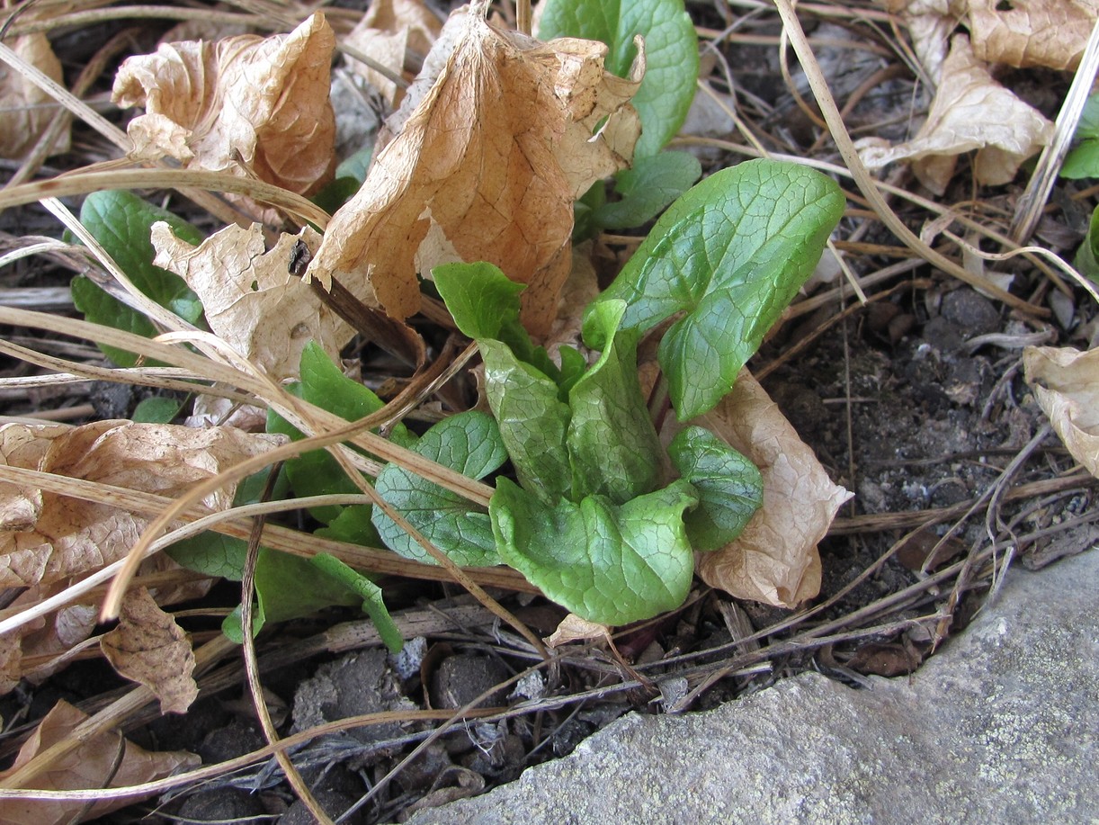 Изображение особи Valeriana tiliifolia.