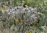 Echinops sphaerocephalus. Верхушка отцветающего растения. Республика Татарстан, Камско-Устьинский р-н, окр. с. Тенишево, долина р. Волга, обрывистый правый берег в р-не Юрьевских пещер. 05.08.2018.