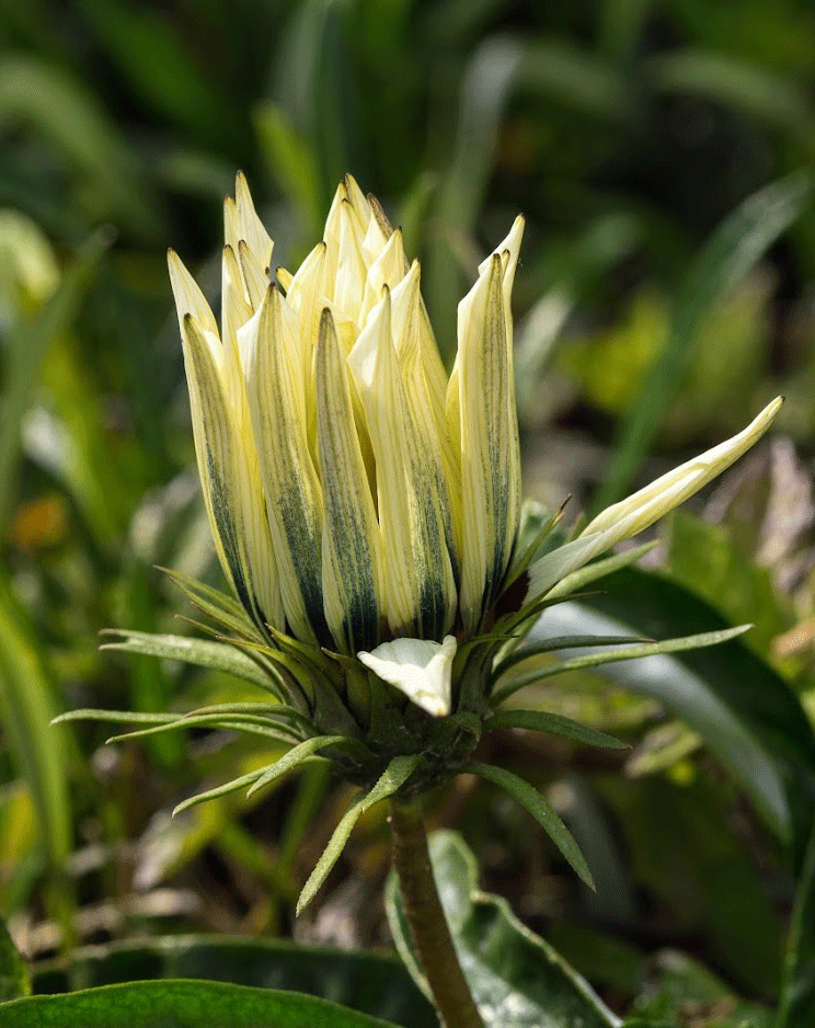 Image of Gazania &times; hybrida specimen.