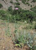 род Scabiosa. Цветущее растение. Дагестан, Кумторкалинский р-н, хр. Нарат-Тюбе, каменистый склон. 02.06.2019.