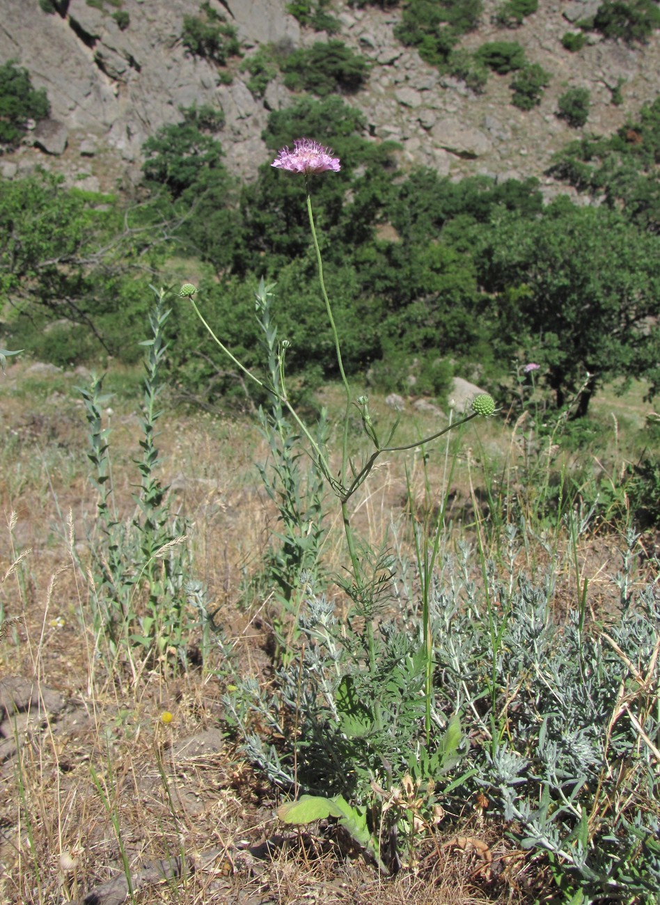 Изображение особи род Scabiosa.