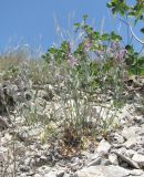 Teucrium canum. Цветущее растение. Дагестан, окр. с. Талги, сухой известняковый склон. 05.06.2019.