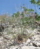 Teucrium canum