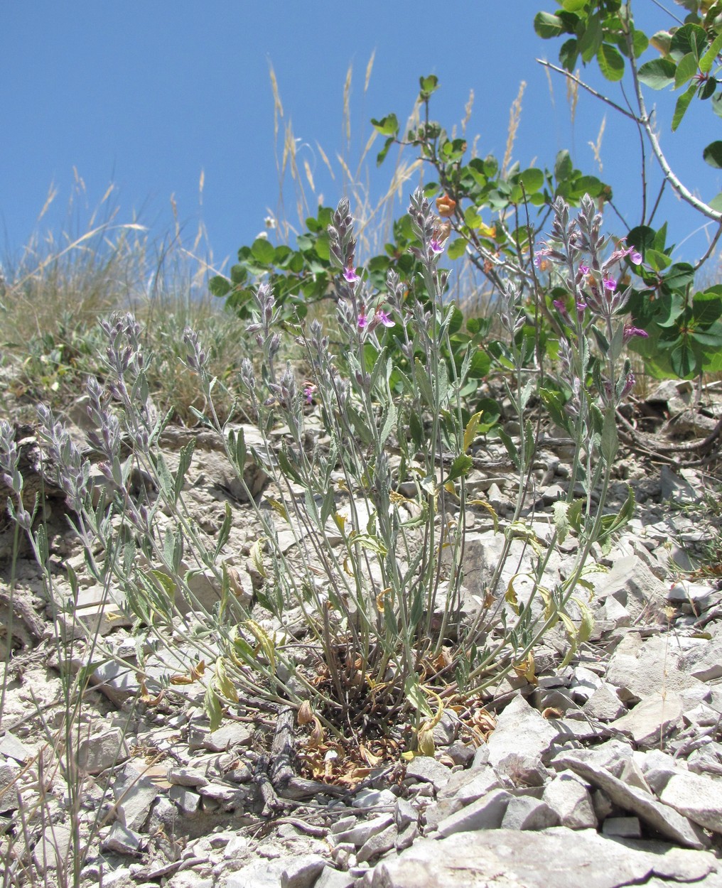 Изображение особи Teucrium canum.