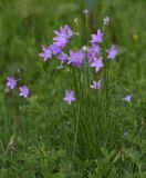 Campanula altaica