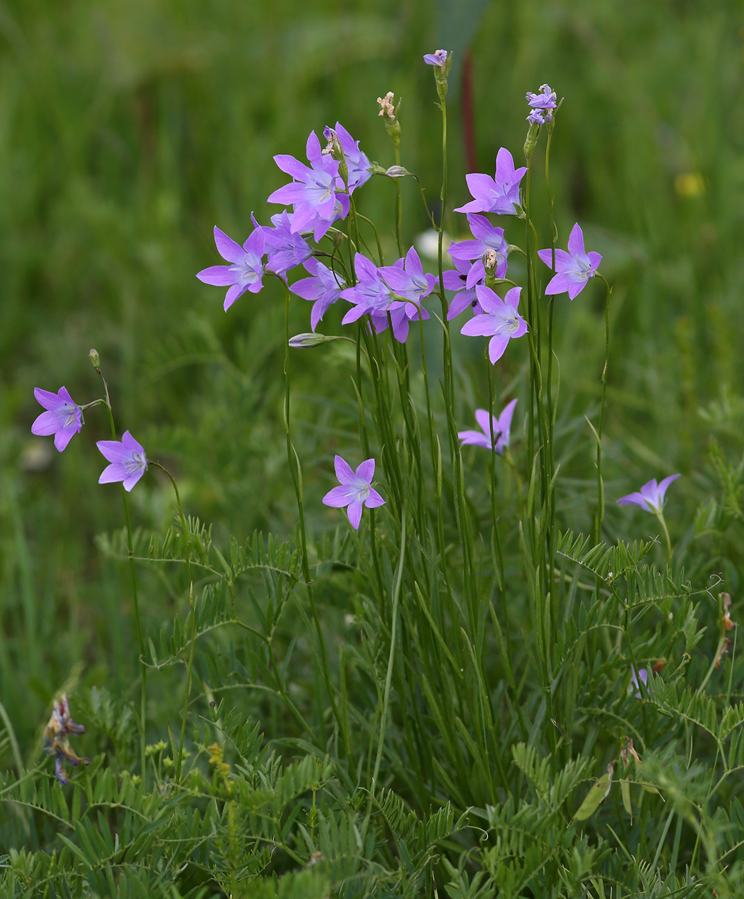 Изображение особи Campanula altaica.