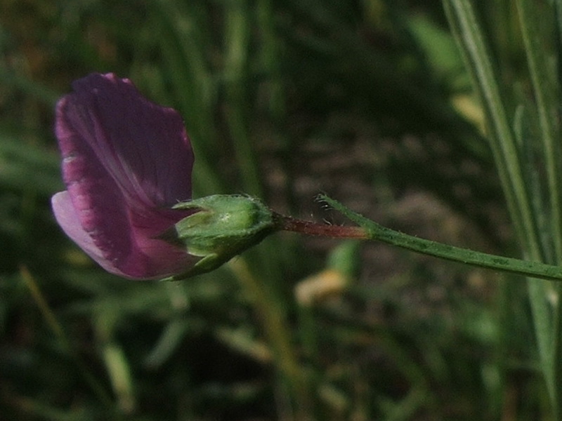 Изображение особи Lathyrus hirsutus.