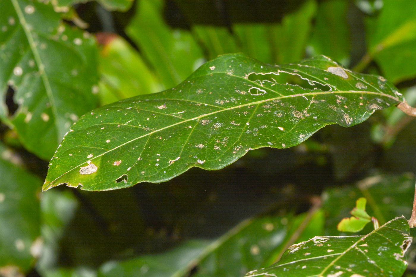 Image of class Magnoliopsida specimen.