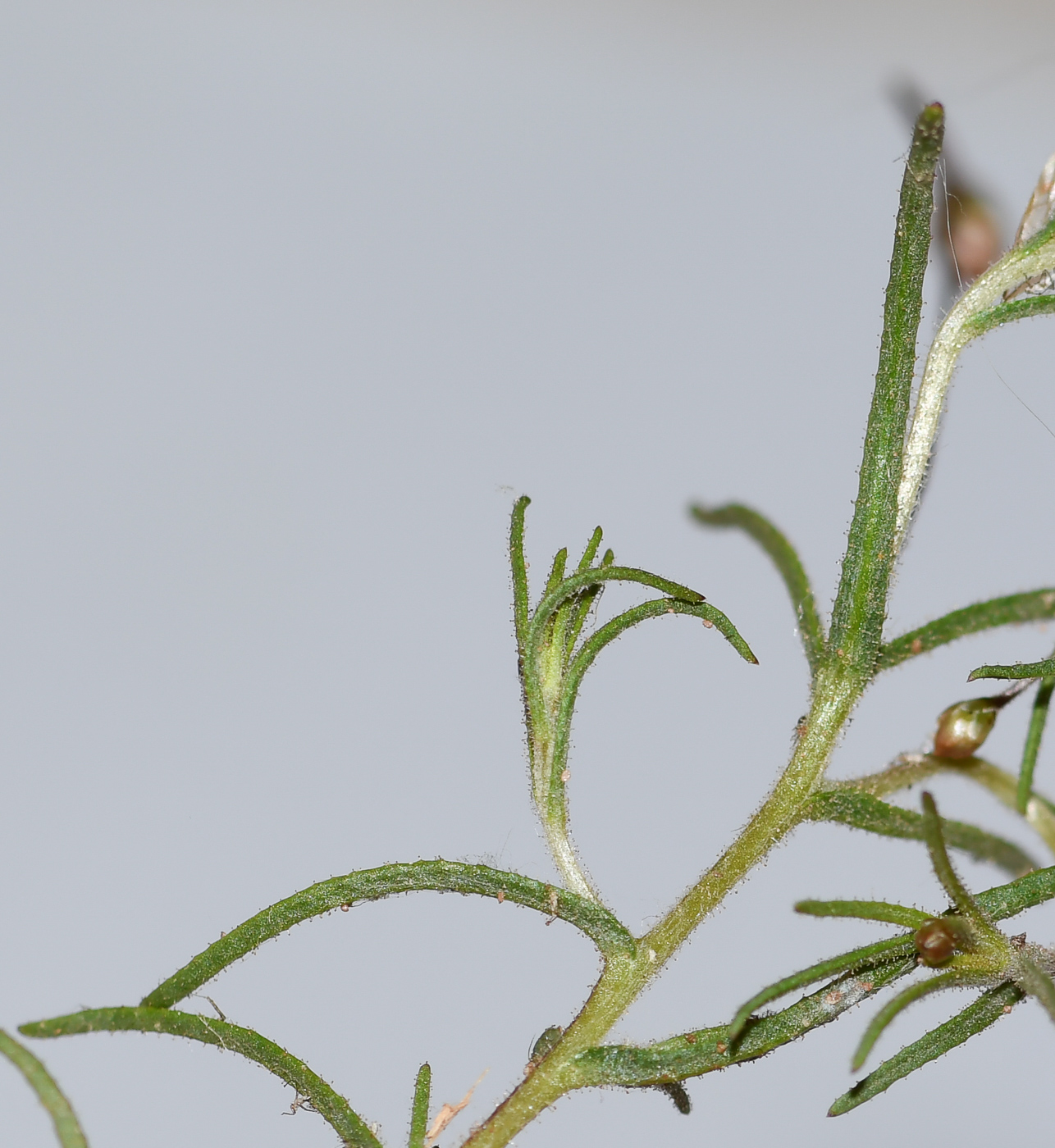 Image of Leysera leyseroides specimen.
