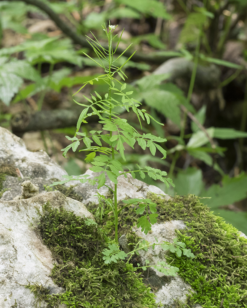 Изображение особи Cardamine impatiens.