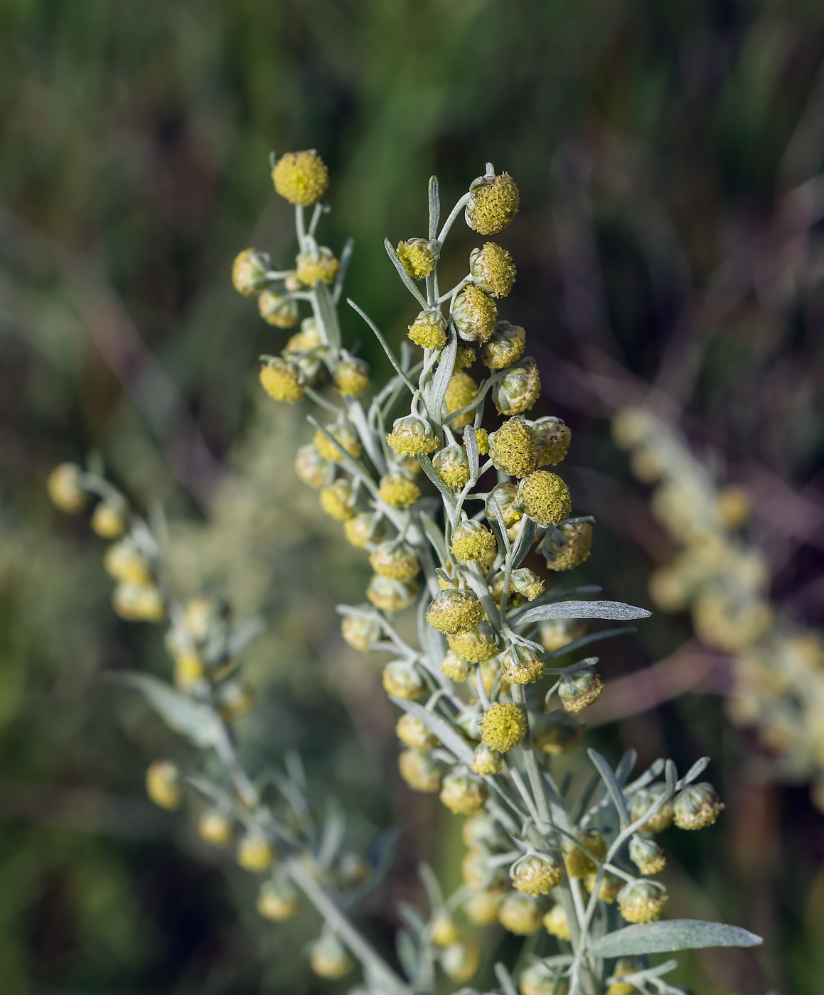 Image of Artemisia absinthium specimen.