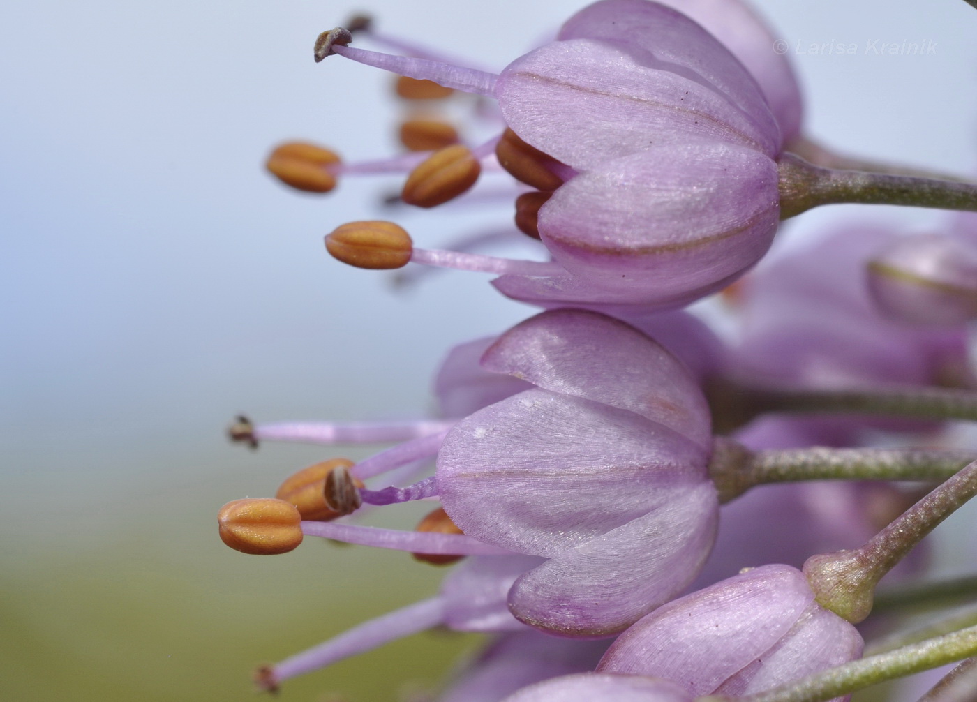 Изображение особи Allium sacculiferum.