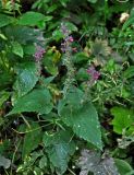 Stachys sylvatica. Цветущее растение. Челябинская обл., Златоустовский гор. округ, хребет Большой Таганай, Двуглавая сопка, ≈ 800 м н.у.м., смешанный лес. 06.08.2019.