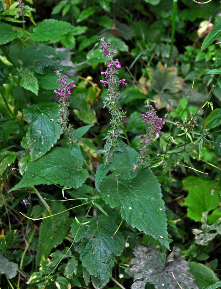 Image of Stachys sylvatica specimen.