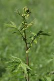 Filipendula ulmaria ssp. denudata