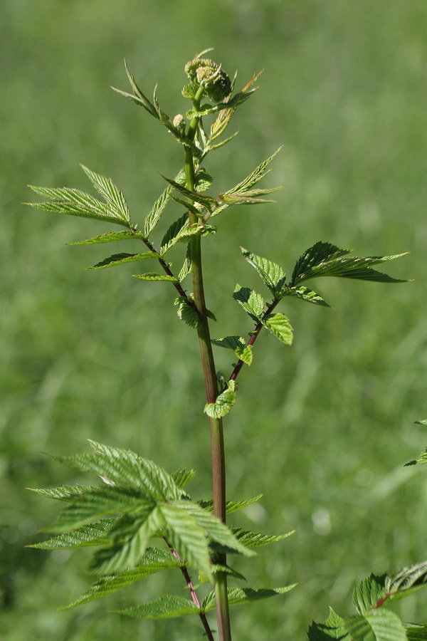 Image of Filipendula ulmaria ssp. denudata specimen.