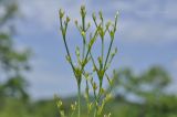 genus Juncus. Верхушка расцветающего растения. Приморский край, Шкотовский р-н, окр. с. Новонежино, сырой разнотравный луг. 30.07.2019.