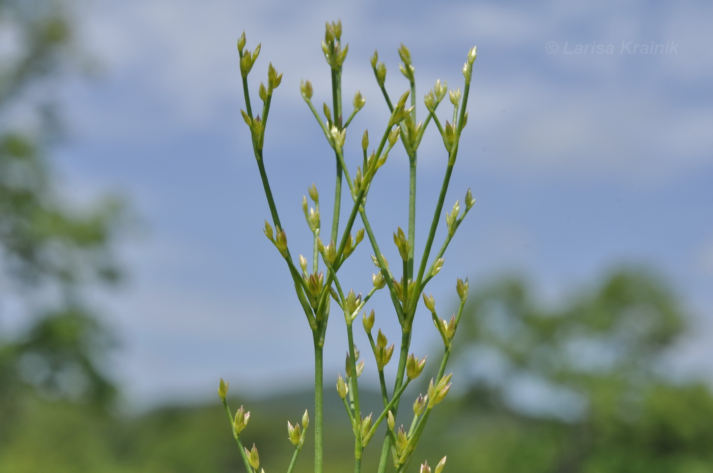 Изображение особи род Juncus.