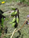 Astragalus brachytropis. Соплодие. Кабардино-Балкария, Эльбрусский р-н, долина р. Каяртысу, ок. 2500 м н.у.м., субальпийский луг. 02.07.2019.