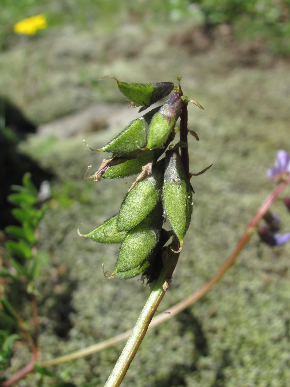 Изображение особи Astragalus brachytropis.