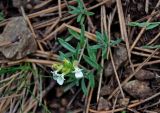 Teucrium montanum