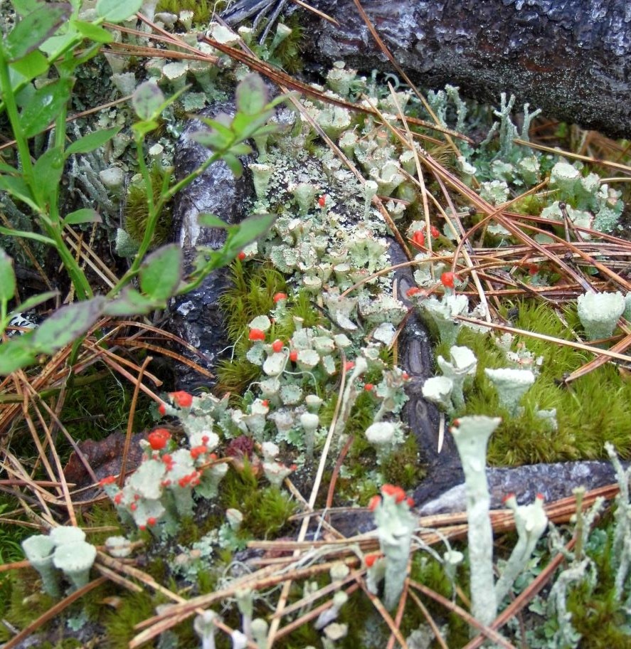 Изображение особи Cladonia deformis.