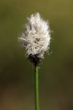 Eriophorum vaginatum. Соплодие. Карельский перешеек, окр. Сертолово, моховая полянка в лесу. 22.05.2019.