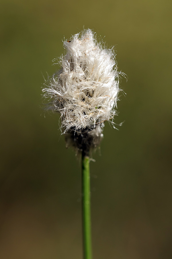 Изображение особи Eriophorum vaginatum.