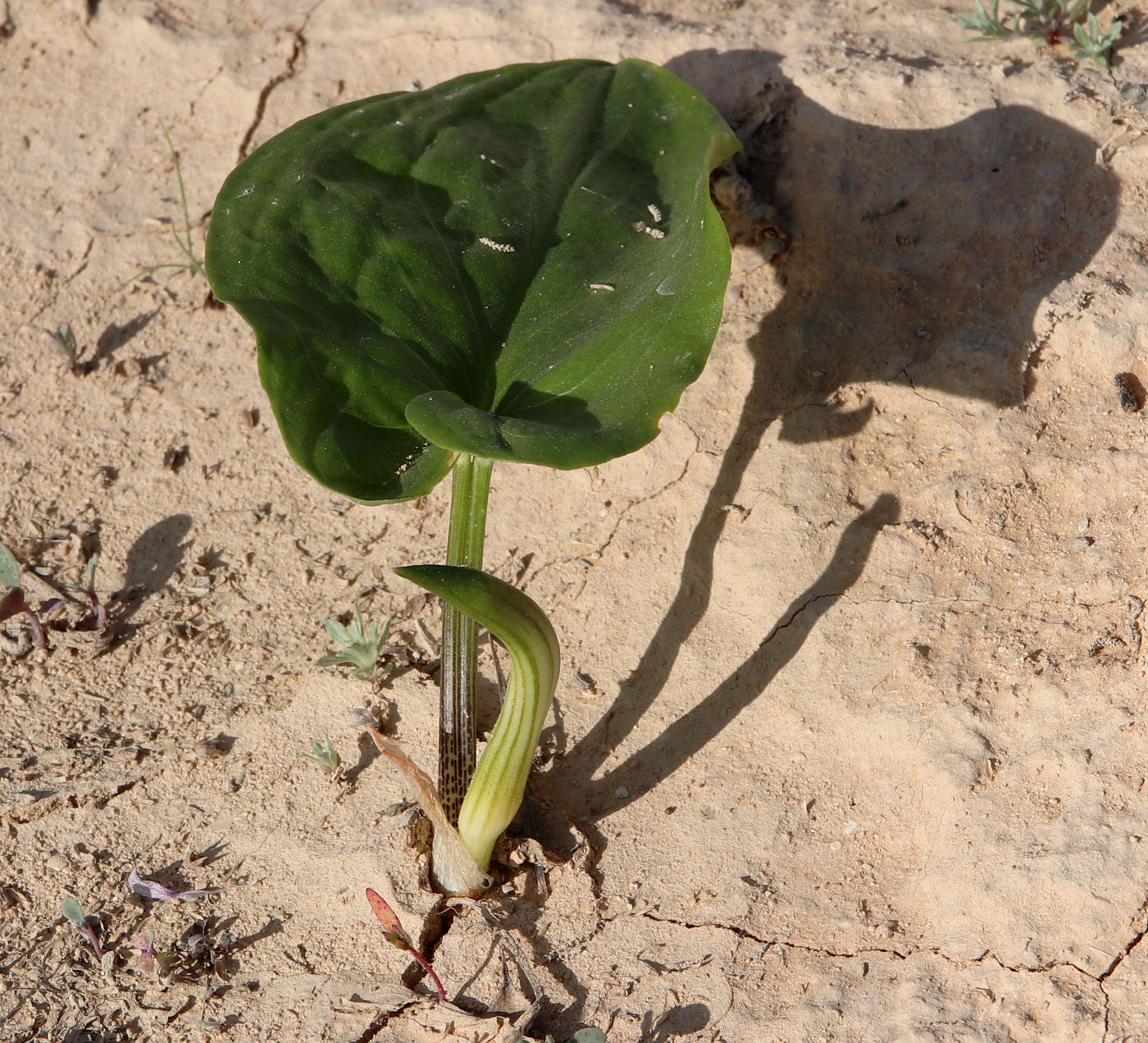 Image of Arisarum vulgare specimen.