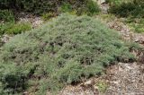 Artemisia californica