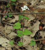 Alliaria petiolata