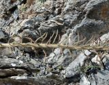 Pseudosedum longidentatum. Часть генеративного побега. Кыргызстан, Чуйская обл., Жайылский р-н, долина р. Кара-Балта, р-н водопада, скальный выход. 24.05.2019.