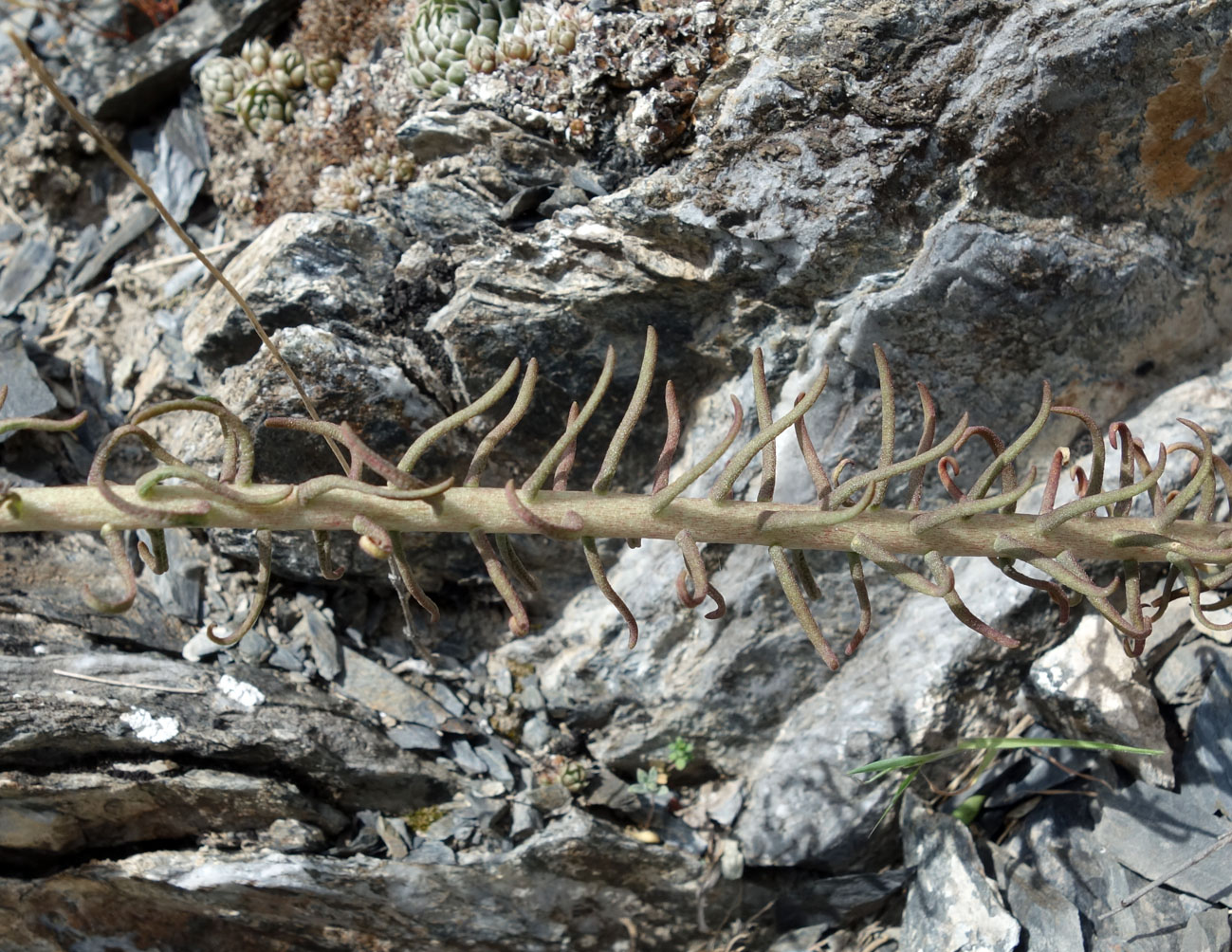 Image of Pseudosedum longidentatum specimen.