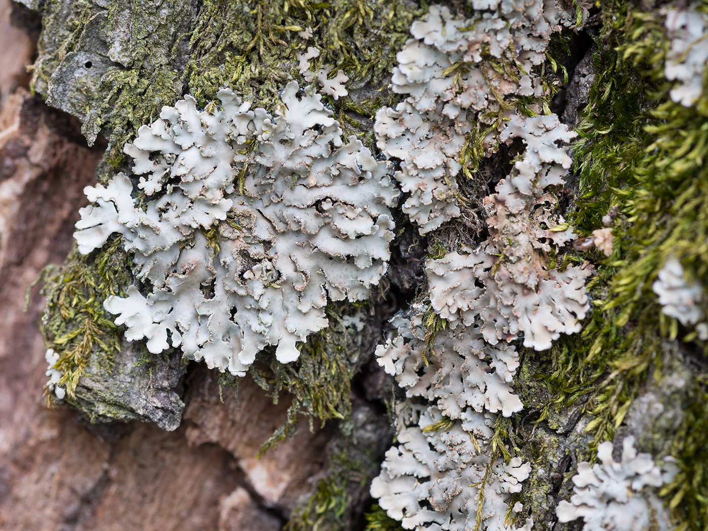 Image of Physconia grisea specimen.