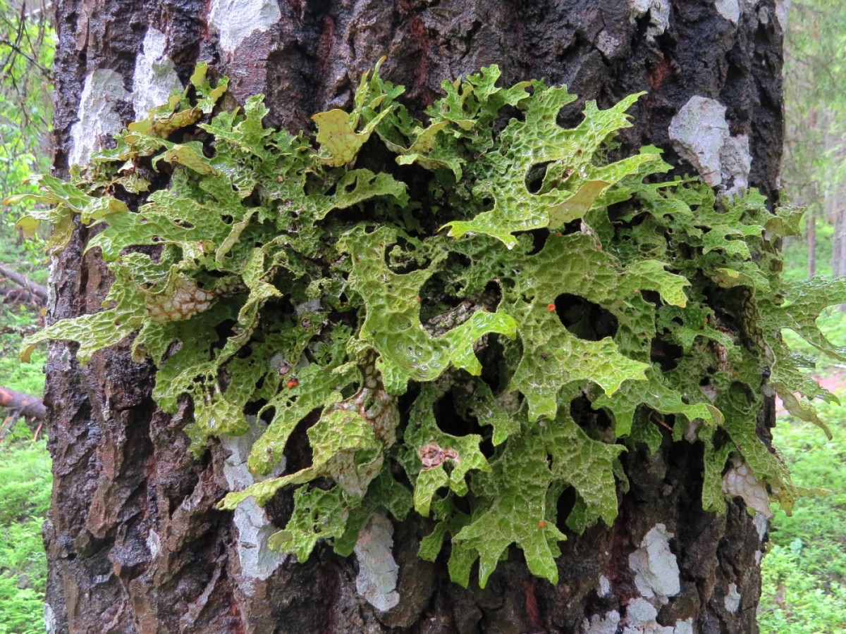 Изображение особи Lobaria pulmonaria.