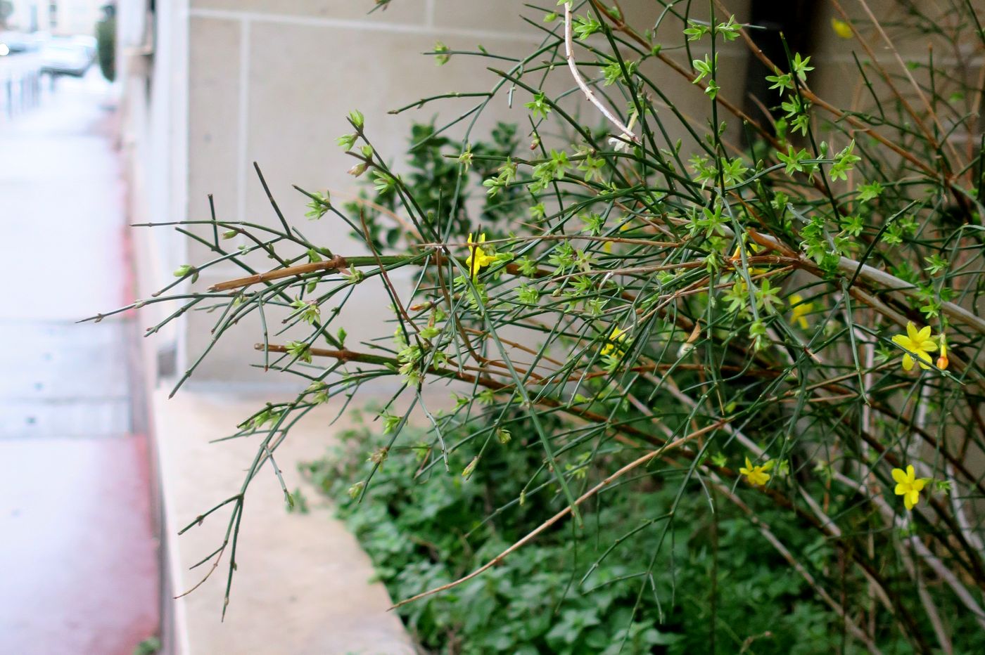 Image of Jasminum nudiflorum specimen.