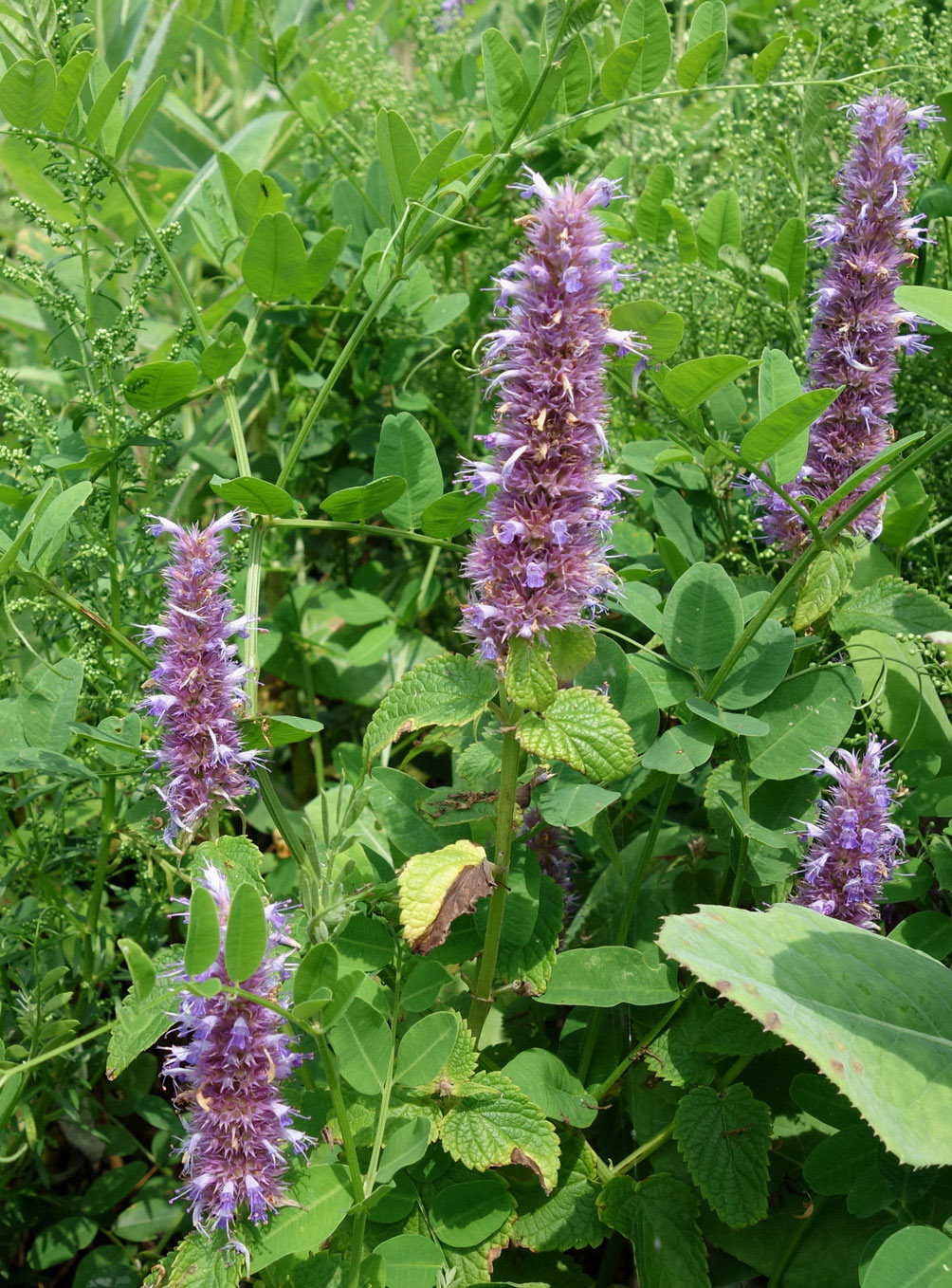 Изображение особи Agastache rugosa.