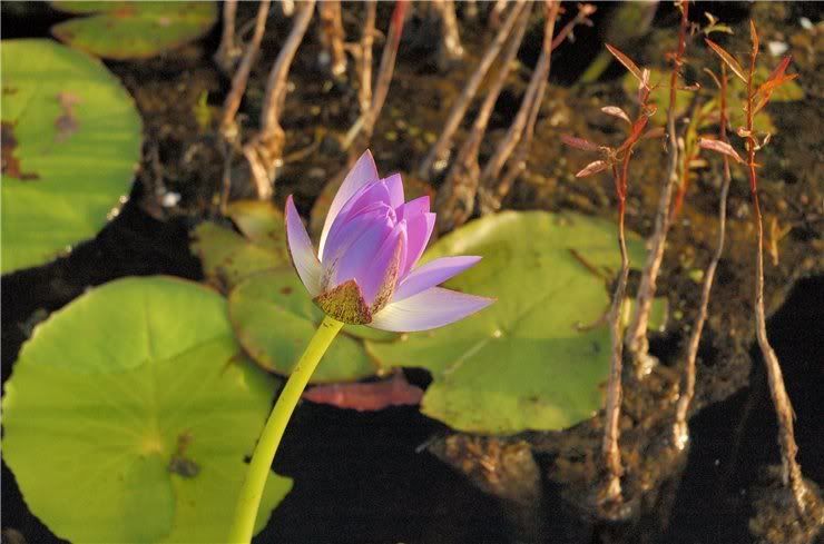 Image of Nymphaea nouchali var. caerulea specimen.