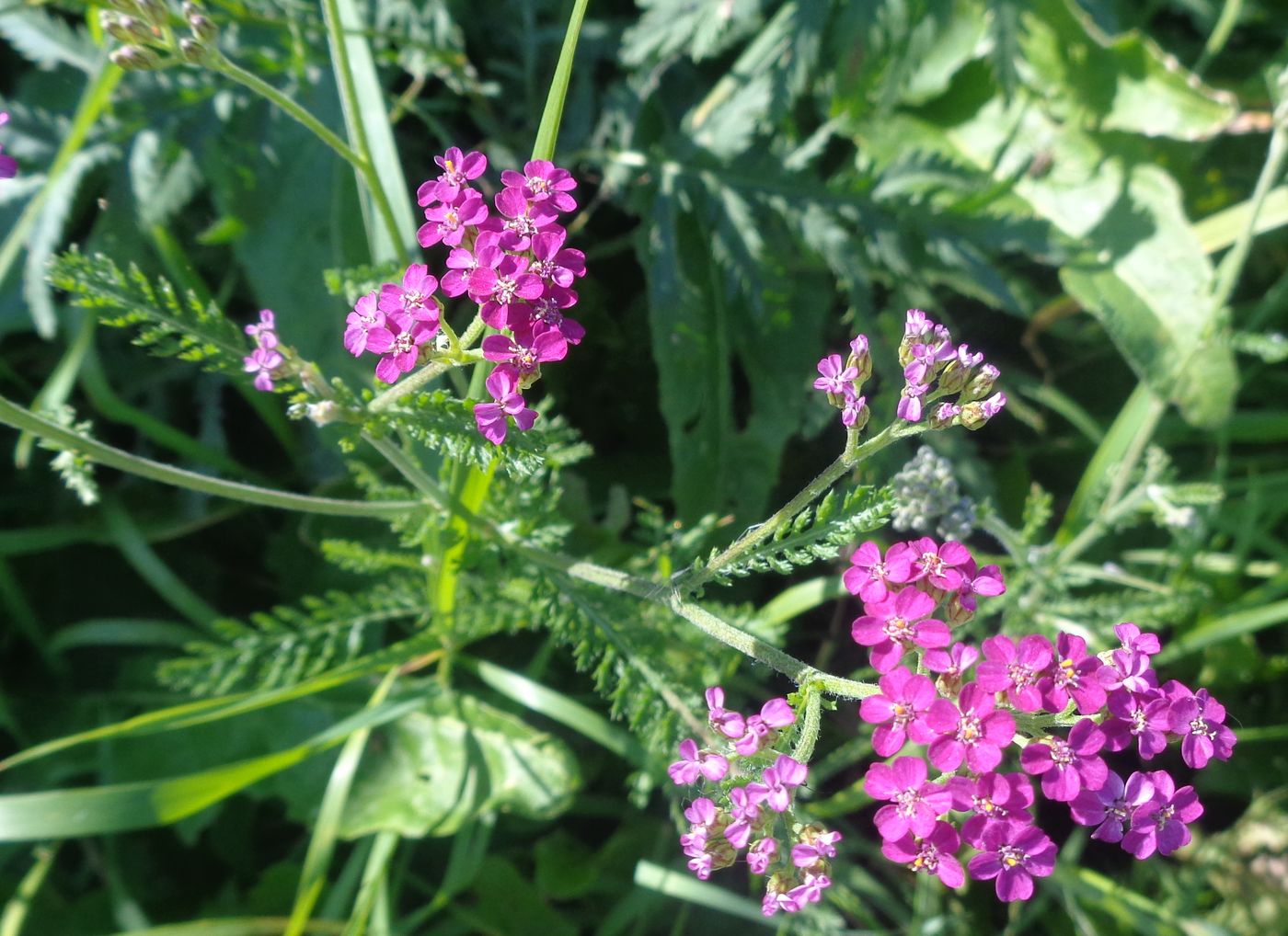 Image of Achillea millefolium specimen.