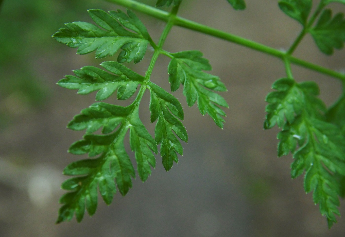 Изображение особи Anthriscus cerefolium.