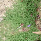 Euphorbia inaequilatera. Цветущие и плодоносящие растения; справа - Ruellia sp. Намибия, регион Erongo, г. Свакопмунд, цветник. 06.03.2020.
