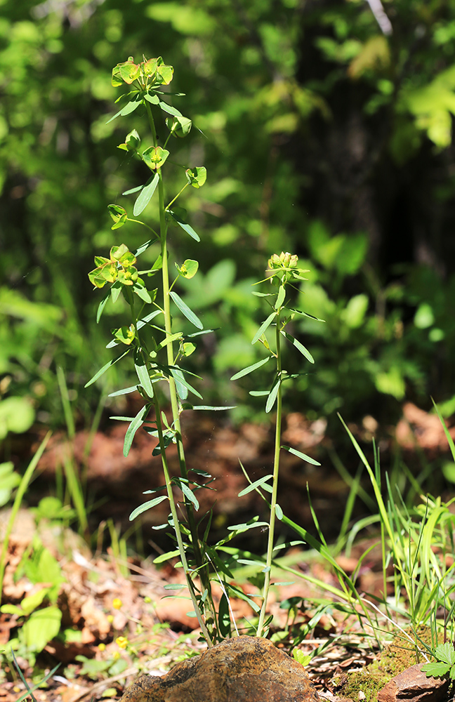 Image of Euphorbia esula specimen.