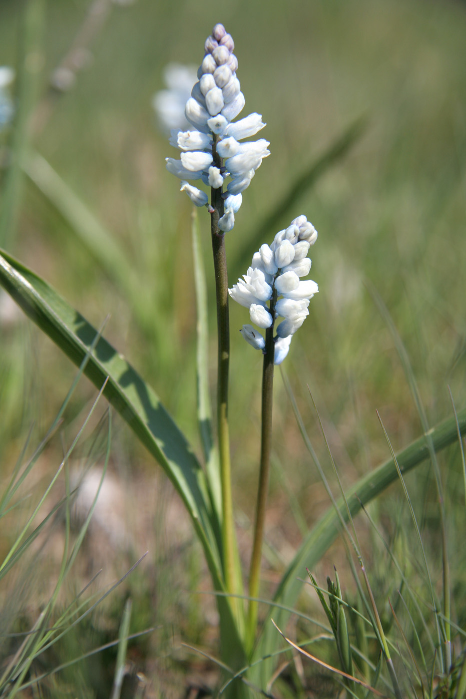 Изображение особи Hyacinthella leucophaea.