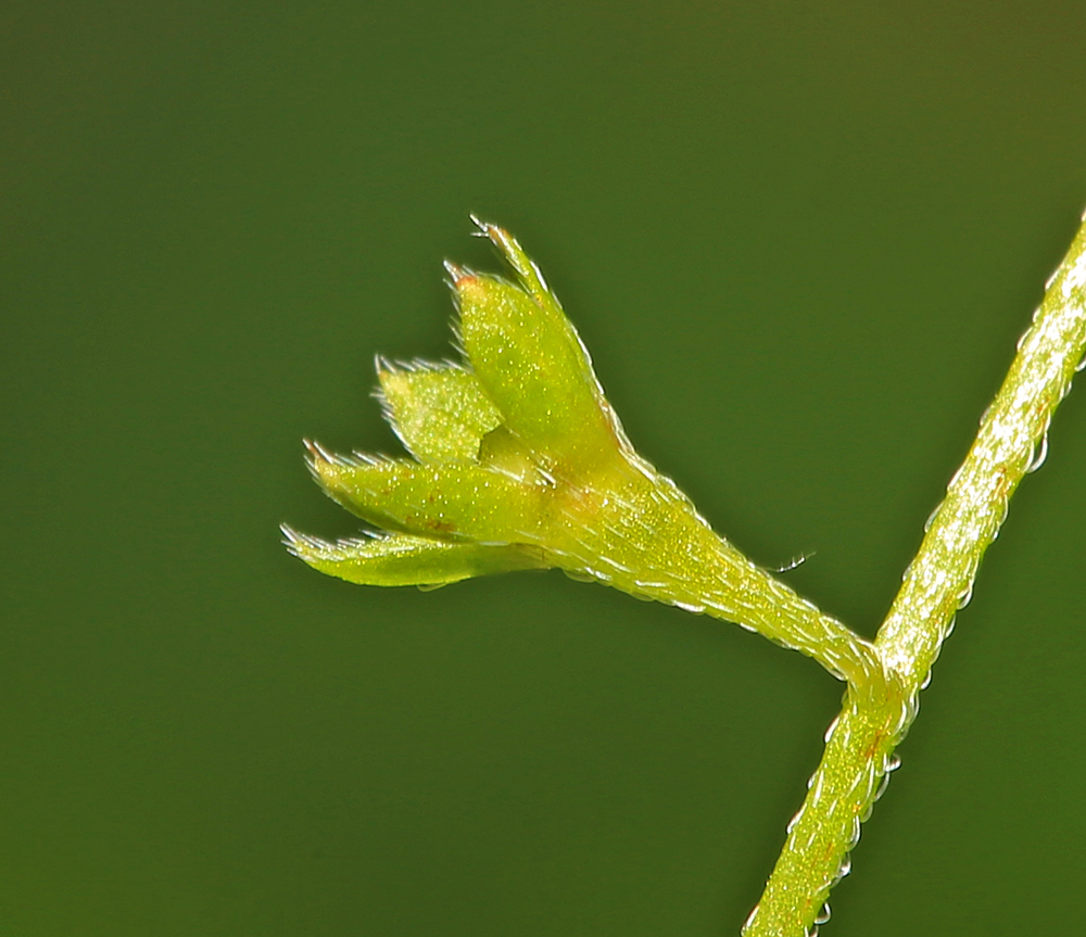 Изображение особи Trigonotis peduncularis.